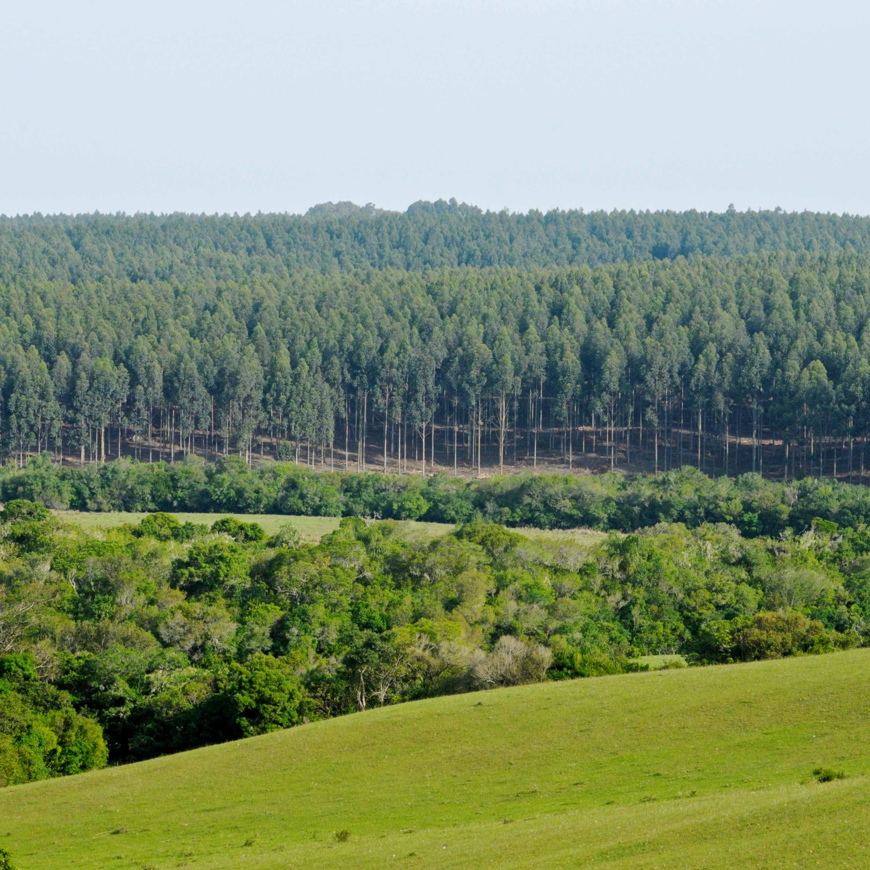 Blick auf einen Wald in Uruguay