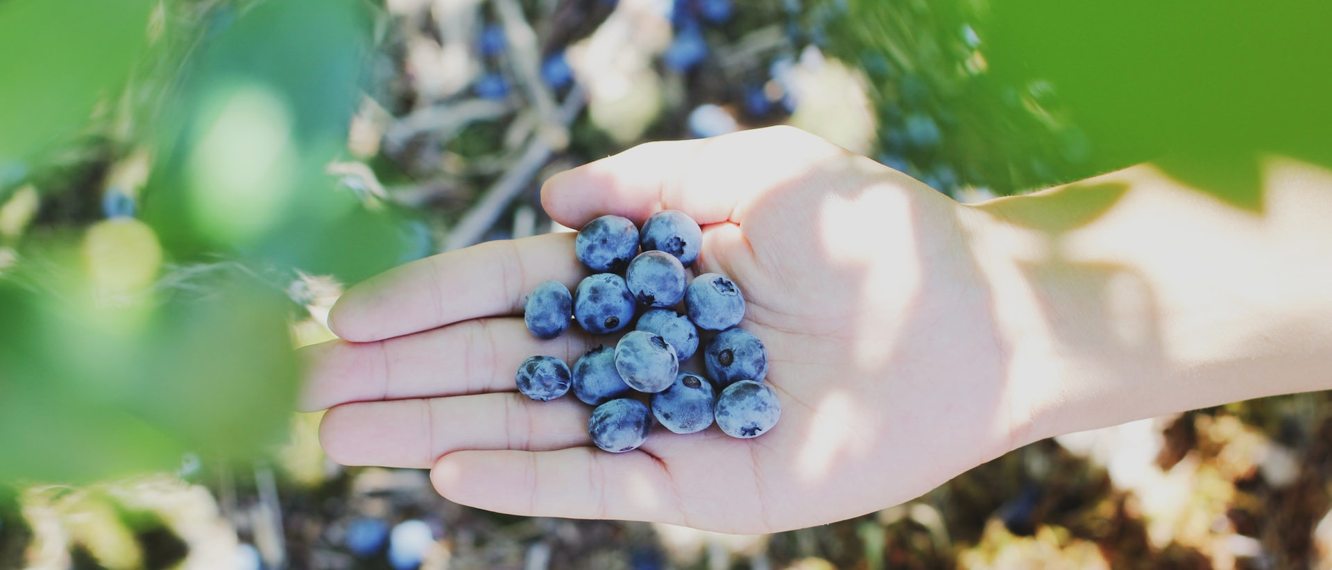 Blaubeeren in der Hand